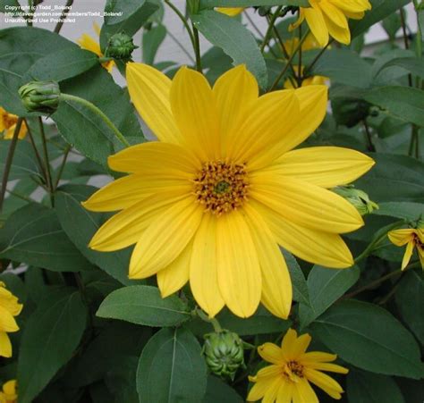 PlantFiles Pictures: Helianthus Species, Showy Sunflower, Cheerful Sunflower (Helianthus ...