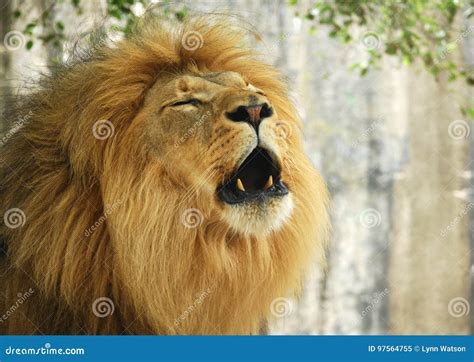 Portrait of a Male Lion Roaring Stock Image - Image of male, lion: 97564755