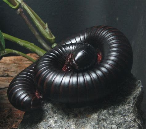 Myriapoda (classification phylogénétique) - En savoir plus