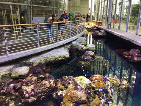 Visiting The California Academy of Sciences In Golden Gate Park, San Francisco