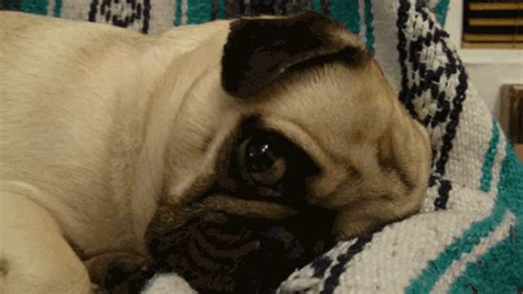 Homerjaypug GIFs - Find & Share on GIPHY