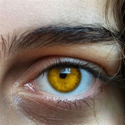 yellow eyes en 2020 | Fotos de ojos, Ojos ámbar, Color de ojos