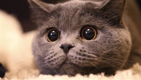 Cats Eyes Always Dilated? (Should I Be Worried?) | Pawsome Kitty