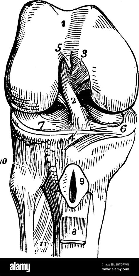 Hinge Joint Diagram Knee