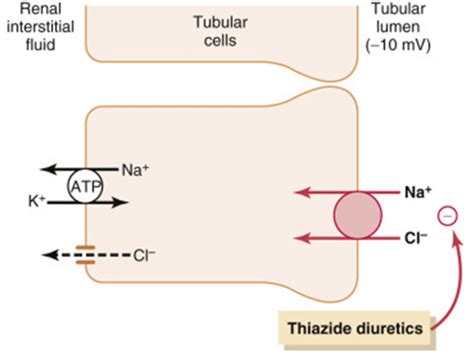 The Distal Convoluted Tubule and Collecting Duct - TeachMePhysiology