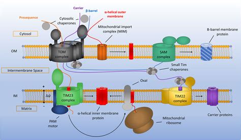 Mitochondrial Intermembrane Space