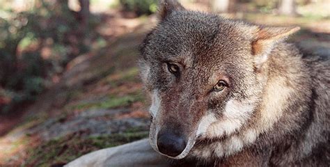 Dogs That Changed The World | What caused the domestication of wolves? | Nature | PBS