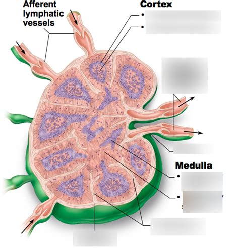 Labeled Diagram Of A Lymph Node