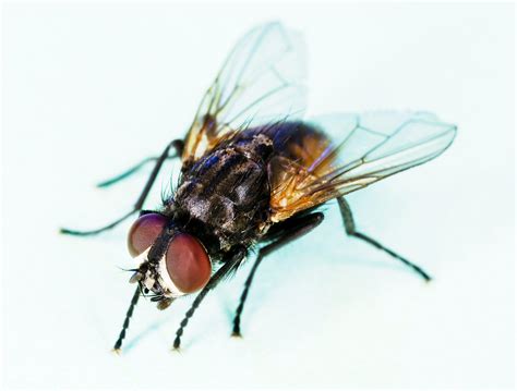 File:Common house fly, Musca domestica.jpg - Wikimedia Commons