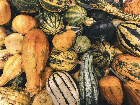 6 things you didn't know about squash - SeedChange : SeedChange