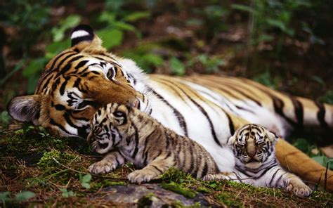 1280x720 resolution | adult tiger near two cubs laying on plants HD ...