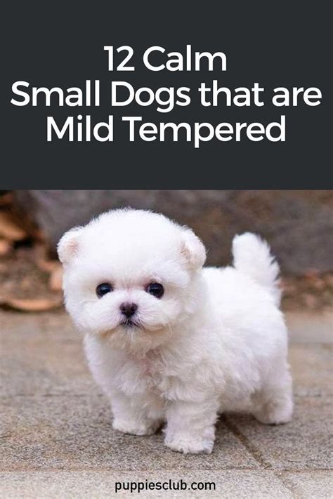 12 Calm Small Dogs that are Mild Tempered | Puppies Club | Very cute ...