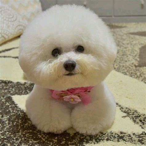 Round and Round! cutest puppy omg!!! | Bichon frise puppy, Bichon dog, Bichon frise dogs