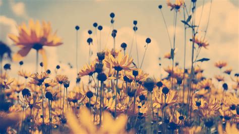 Sunflower Vintage Wallpaper 23734 - Baltana