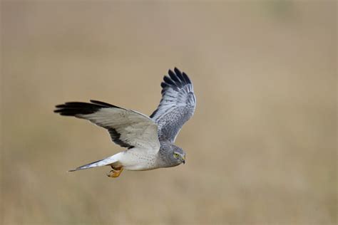 Northern Harriers in Winter | BirdNote