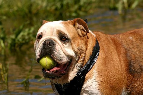 Bulldogs - Hefty with Wrinkled Face - Pack of Pets