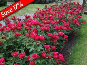 KnockOut Rose - Over 5 months of bloom! Perfect hedge plant. Great with ...