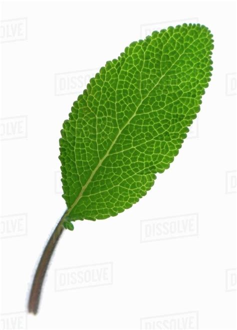 Sage leaf - Stock Photo - Dissolve