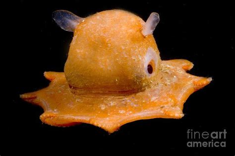 Opisthoteuthis Adorabilis | Beautiful sea creatures, Deep sea creatures ...