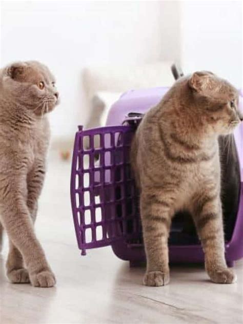 7 Best Cat Carriers For Two Cats - Better With Cats