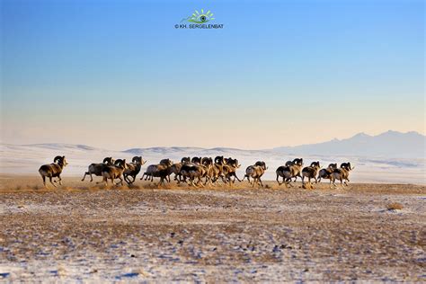 Photos of Mongolian Nature