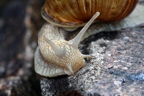 Roman Snail Photos, Roman Snail Images, Nature Wildlife Pictures | NaturePhoto