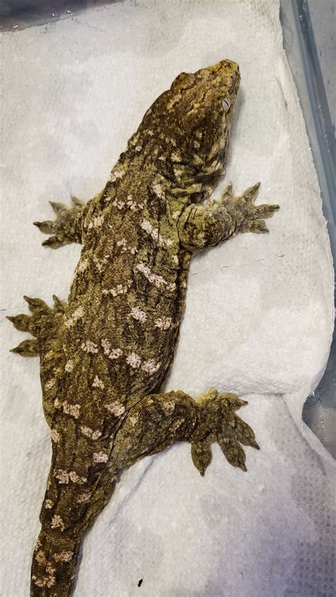 Bonded Adult Pair Breeder Ready Leachianus Gecko by Tarheel Exotics - MorphMarket