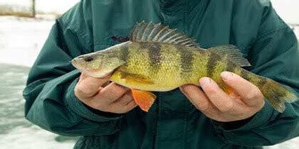 How to Catch Perch: Full Fishing Tips