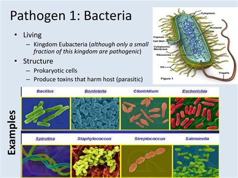 PPT - Introduction to Infectious Disease PowerPoint Presentation, free download - ID:3720775