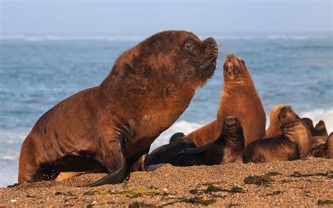 Sea Lion Facts - Animal Facts Encyclopedia