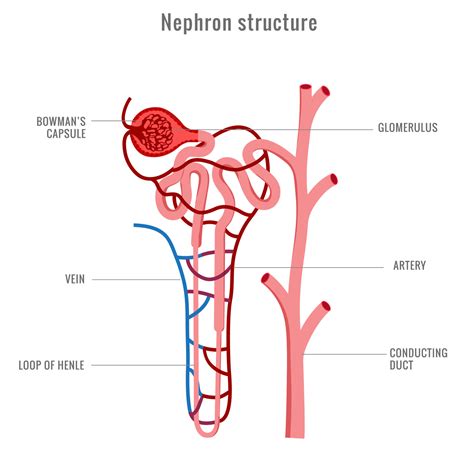 Structure of Nephron in kidney vector illustration 21669886 Vector Art at Vecteezy