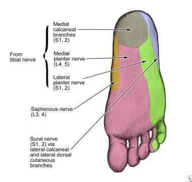 Posterior Tibial Nerve Innervation