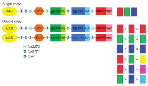 The Gal4-UAS system: Drosophila research tool - The Arrogant Scientist