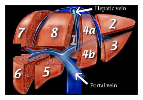 Couinaud classification of liver anatomy. | Download Scientific Diagram