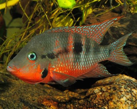 Firemouth Cichlid: Care, Feeding and Breeding Guide