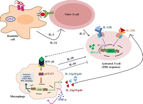 Interferon-gamma (IFN-γ): Exploring its implications in infectious diseases