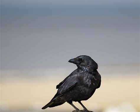 Download wallpaper 1280x1024 raven, bird, feathers, wildlife standard 5:4 hd background