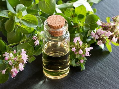 Oregano Oil, Oil Of Oregano | Guide To Essentail Oils | Andrew Weil, M.D.