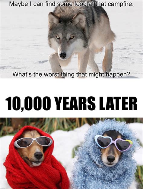 Image tagged in funny,memes,evolution,dogs,funny animals,dank memes ...