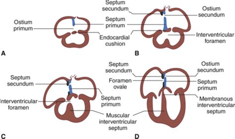 Physio 17 Fetal Circulation Flashcards | Quizlet