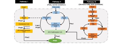 The 3 main metabolic pathways for PHA biosynthesis. PhaA is... | Download Scientific Diagram