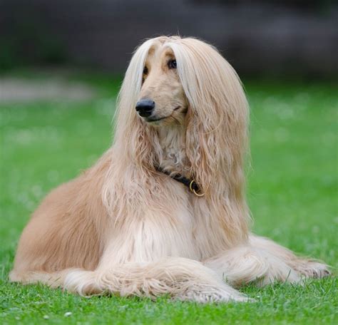 4 Long Haired Dog Breeds You Should Know About - Sunnydays Pets