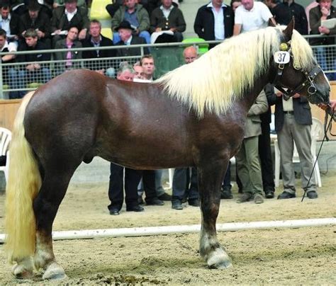 Noriker Horse Info, Origin, History, Pictures