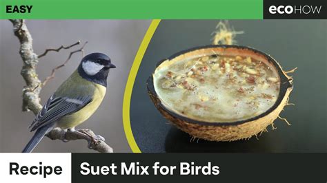 Suet Blocks For Wild Birds Recipe | Besto Blog