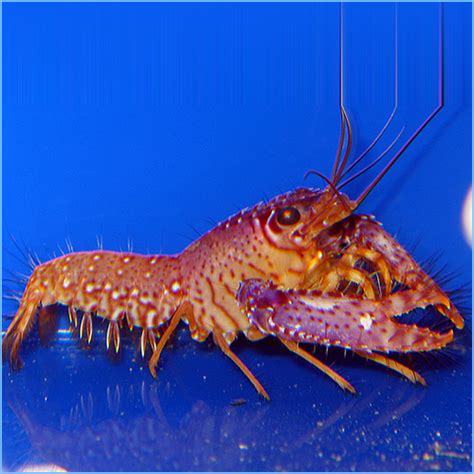 Purple Lobster | Pete's Aquariums & Fish