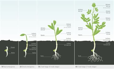 Stages Of Plant Growth Diagram