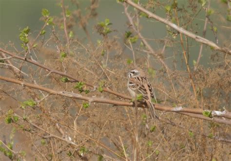 Rufous-backed Bunting in April 2023 by Terry Townshend · iNaturalist