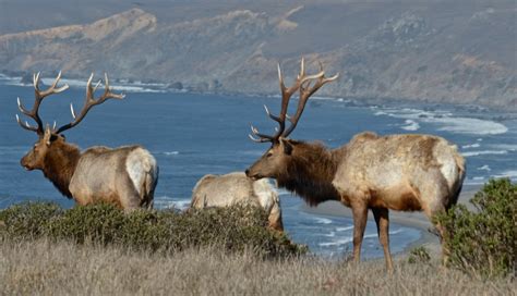 250 native elk die inside fenced area at California seashore, drought a likely cause | 89.3 KPCC