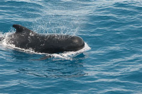 Find the best places to see wild dolphins in New Zealand with this guide which also tells you ...