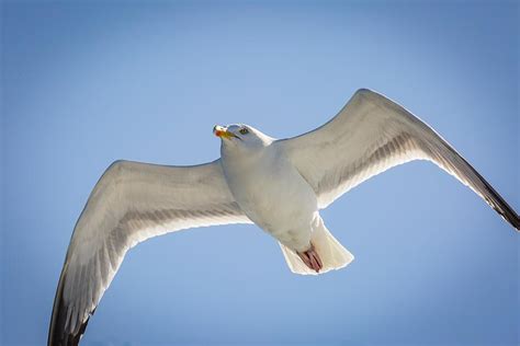 Newquay Coastal Wildlife Boat Trips - Newquay Fishing Trips